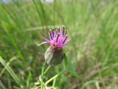 Centaurea scabiosa adpressa