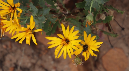 Image of Dimorphotheca chrysanthemifolia by (c) Tony Rebelo, some rights reserved (CC BY-SA)