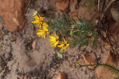Dimorphotheca chrysanthemifolia