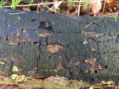 Biscogniauxia nummularia