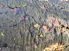 Biscogniauxia nummularia