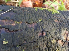 Biscogniauxia nummularia