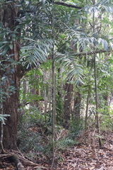 Ptychosperma macarthurii