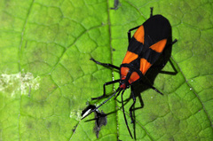 Oncopeltus varicolor varicolor