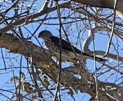 Accipiter cooperii