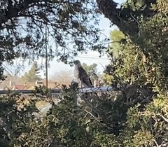 Accipiter cooperii