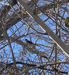 Accipiter cooperii