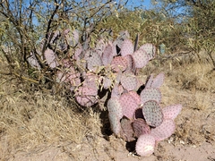 Opuntia santa-rita