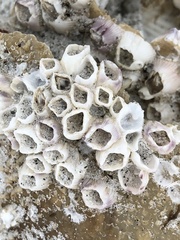 Amphibalanus eburneus