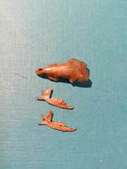 Crocidura suaveolens