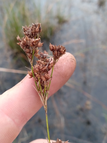Image of Rhynchospora odorata by (c) Scott Ward, some rights reserved (CC BY)