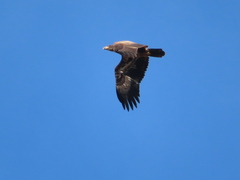Haliaeetus leucocephalus