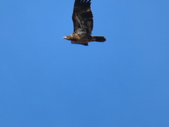 Haliaeetus leucocephalus