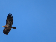 Haliaeetus leucocephalus