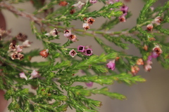 Erica lucida