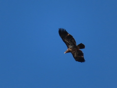 Haliaeetus leucocephalus