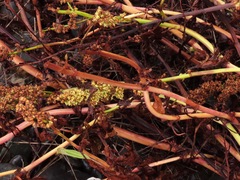 Rumex transitorius
