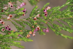 Erica lucida