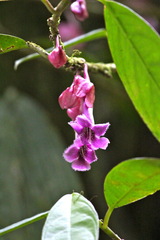 Drymonia conchocalyx