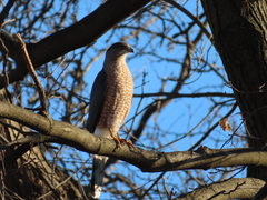 Accipiter cooperii