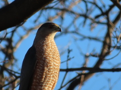 Accipiter cooperii