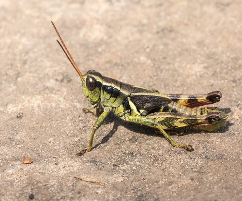 San Francisco Short-wing Grasshopper (Melanoplus franciscanus ...