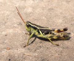 Melanoplus franciscanus