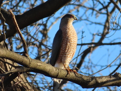 Accipiter cooperii
