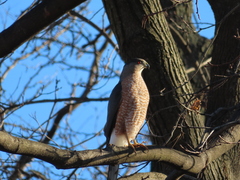 Accipiter cooperii