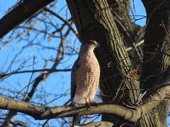 Accipiter cooperii