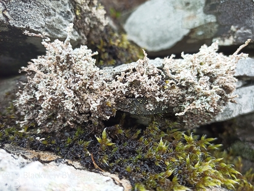 Variegated Foam Lichen