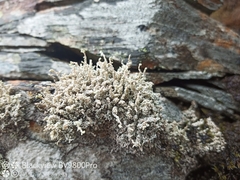 Stereocaulon vesuvianum