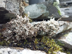 Stereocaulon vesuvianum