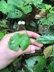 Hydrocotyle leucocephala