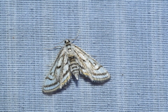 Parapoynx badiusalis