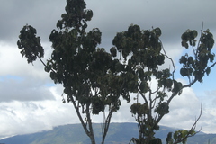 Guarea kunthiana