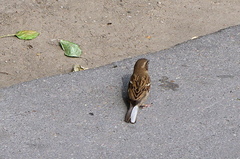 Passer domesticus