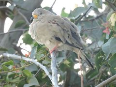 Columbina cruziana