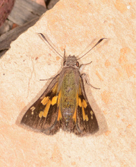 Trapezites phigalioides