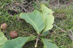 Guarea kunthiana