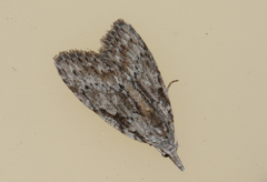 Nola vernalis