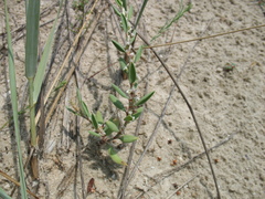Polygonum euxinum