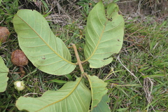 Guarea kunthiana