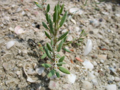 Polygonum euxinum