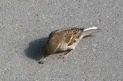 Passer domesticus
