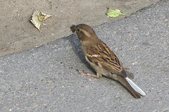 Passer domesticus