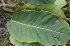 Guarea kunthiana