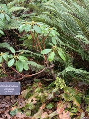 Rhododendron oreodoxa
