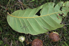 Guarea kunthiana