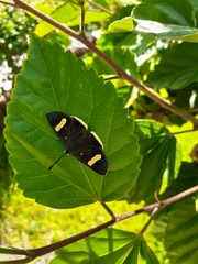 Melanis leucophlegma